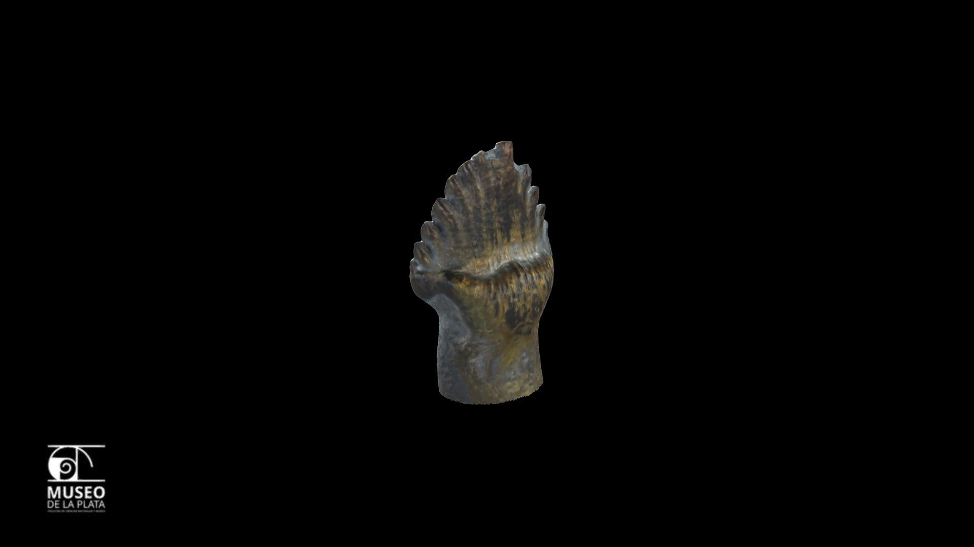 Antarctopelta Oliveroi 86 X 28 1 3d Model By Museo De La Plata Argentina Museolp