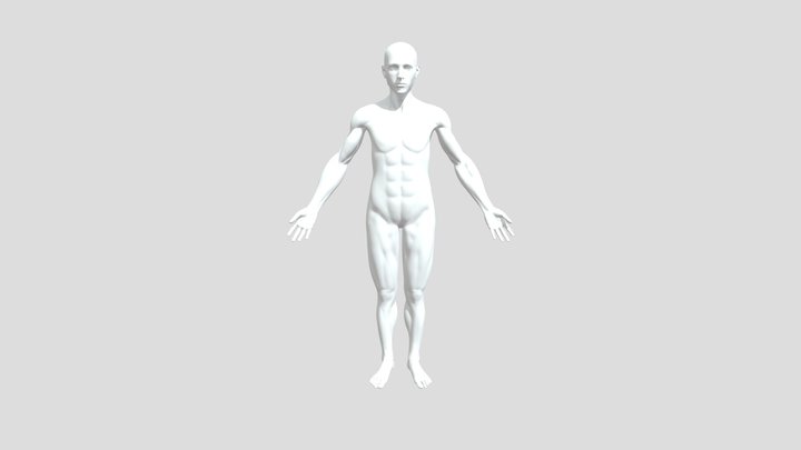 Human Anatomy 3D Model