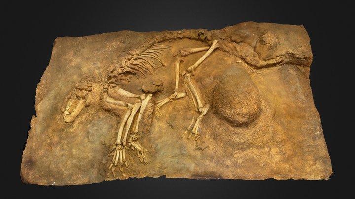 Lionne des Cavernes de Souillac 3D Model
