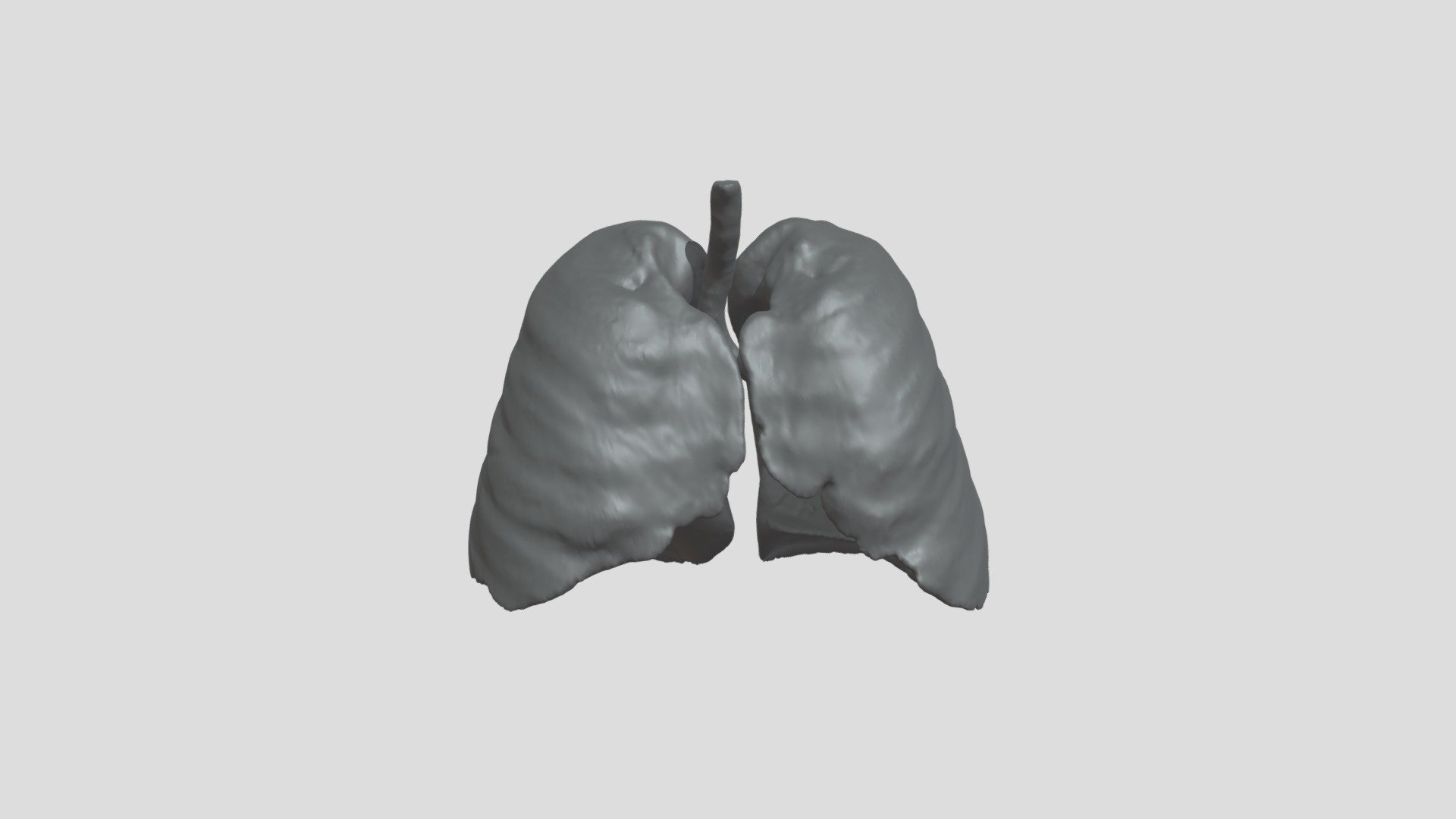 lungs_-_normal_study (1) - 3D model by daniele09 [c2e1f15] - Sketchfab