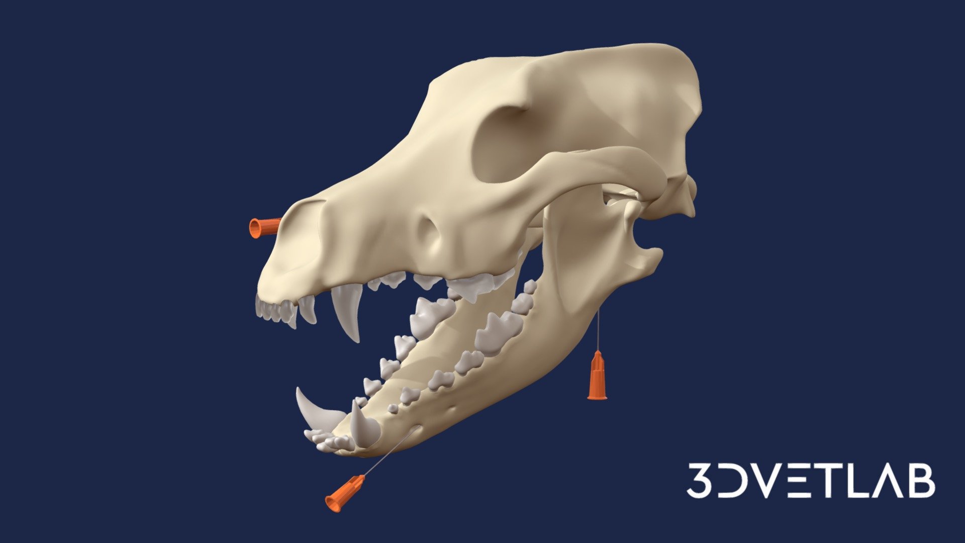 Dental Nerve Blocks Canine 3D model by 3DVetLab [c2e72bc] Sketchfab