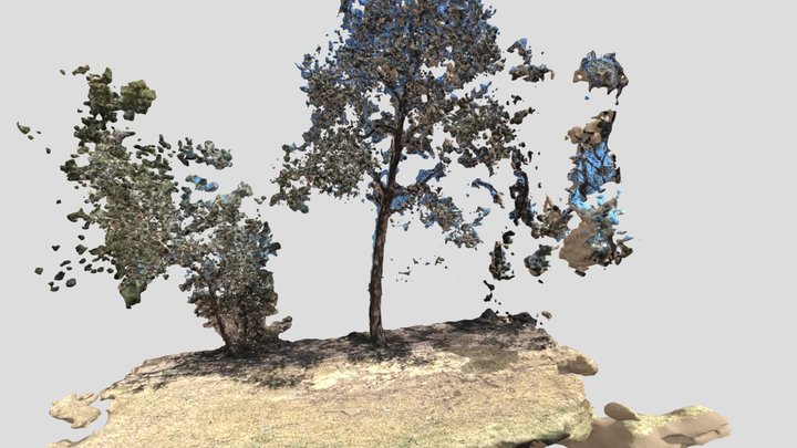 Tree model via iPhone/NERF 3D Model
