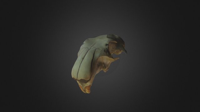 Lubanja planinskog svisca (sk. I. Petricusic) 3D Model