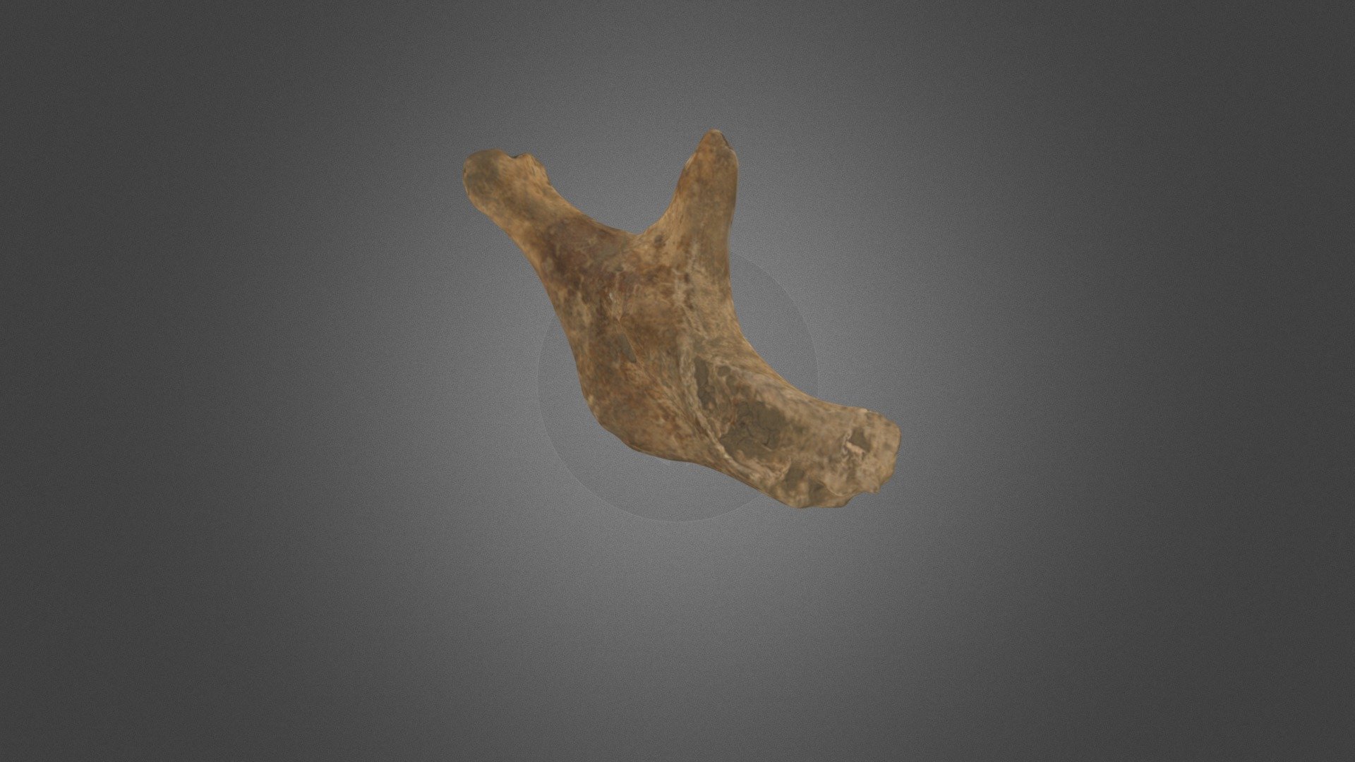 Bone 20