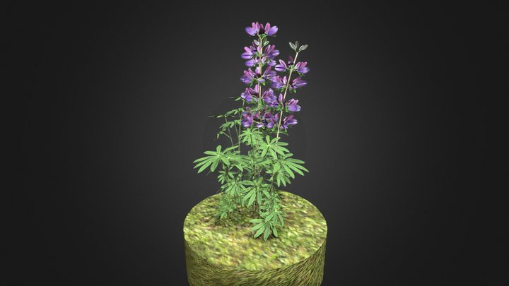 Riverbank lupine low-poly 3D Model