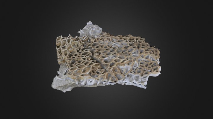 Catenipora micropora (PRI 76721) – Modelo 3D gratuito STL
