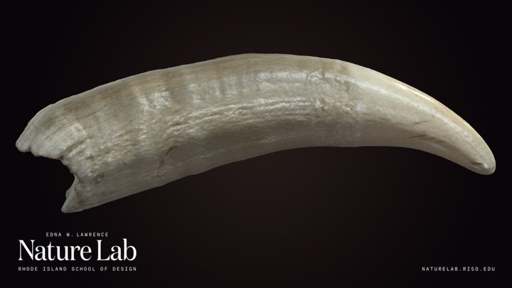 Whale Tooth