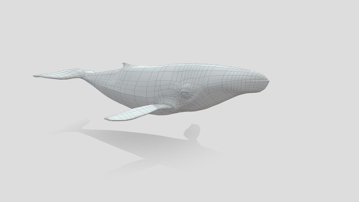 Retopo'd Whale 3D Model