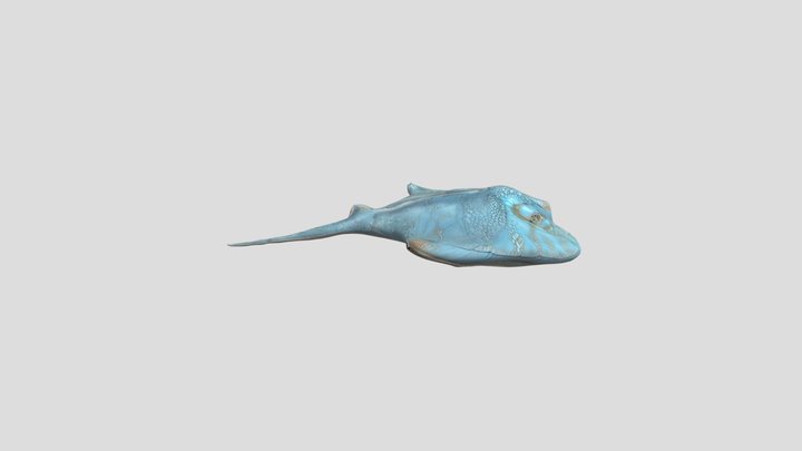 Морський кіт 3D Model