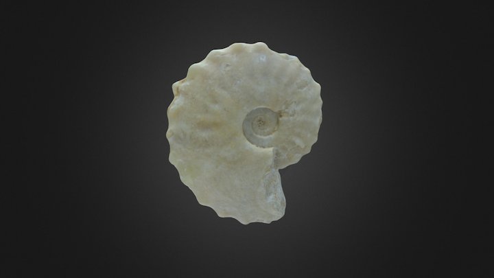Tragophylloceras ibex 3D Model