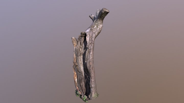Dead Tree 3D Model