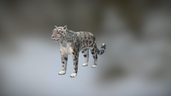 Snow leopard 3D Model