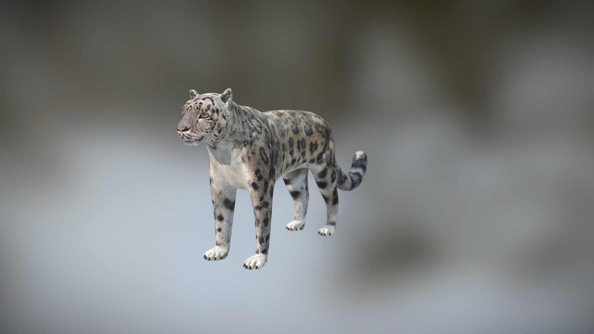 3D model Snow leopard - This is a 3D model of the Snow leopard. The 3D model is about a leopard walking on a white background.