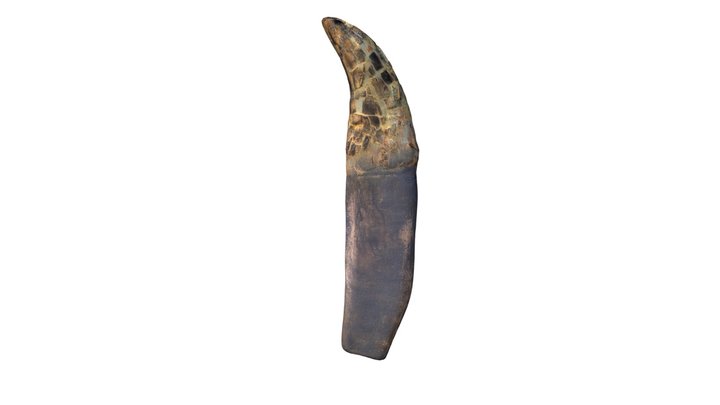 Tyrannosaurus rex tooth with restored root 3D Model