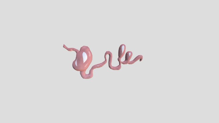 Usus 3D Model