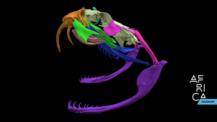 Bitis gabonica Skull anatomy 3D Model