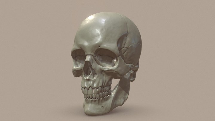 Human Skull 3D Model