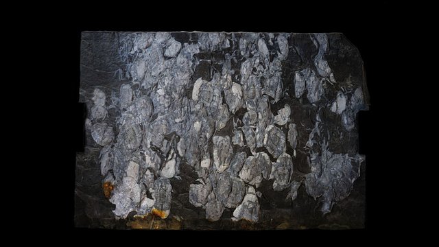 Ectillaenus giganteus - Trilobite fossil 3D Model