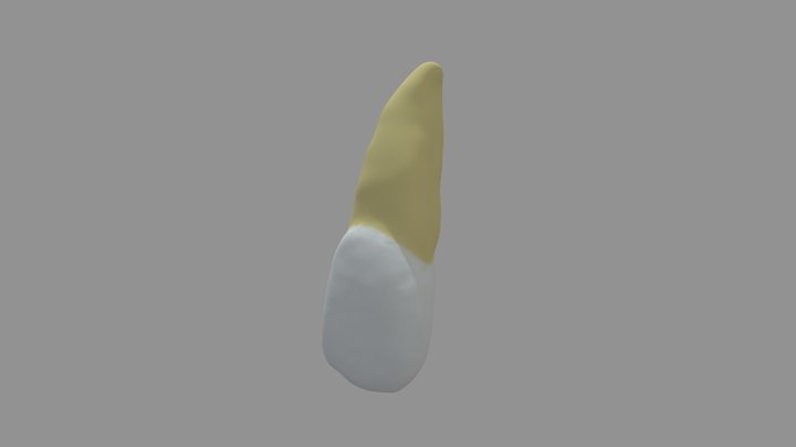 Incisivo Central Maxilar DC20 3D Model