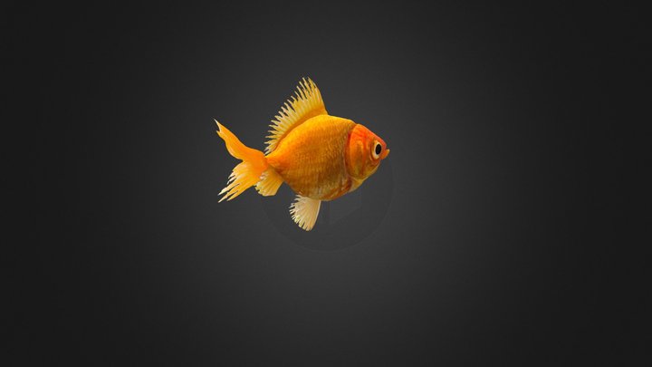 Gold Fish 3D Animated 3D Model