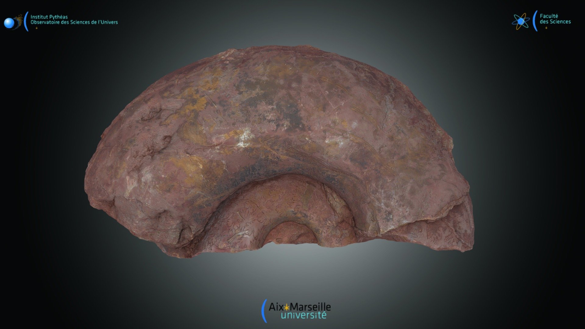 Moule interne d'ammonite