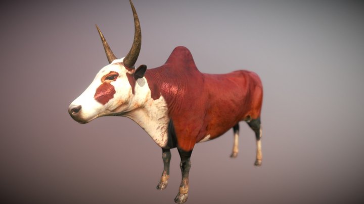 Omby (zébu) 3D Model