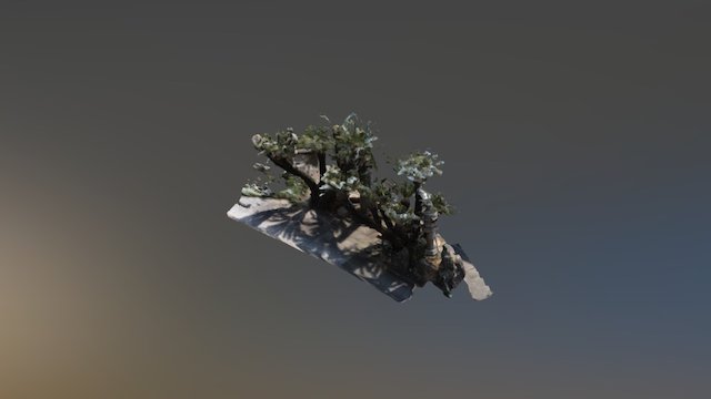 被爆樹木（ソテツ） 3D Model