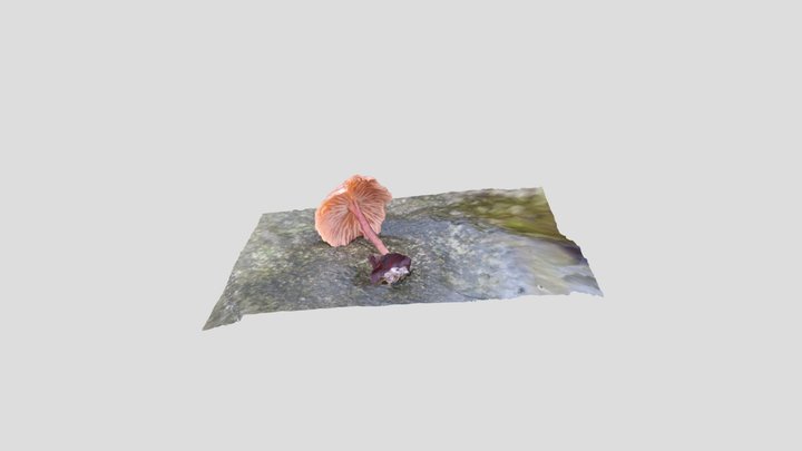 Fairy Ring Fungus – Modello 3D gratuito STL