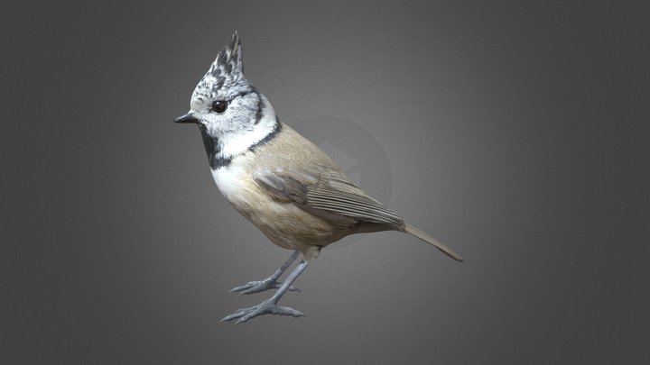 Herrerillo capuchino (Lophophanes cristatus) 3D Model