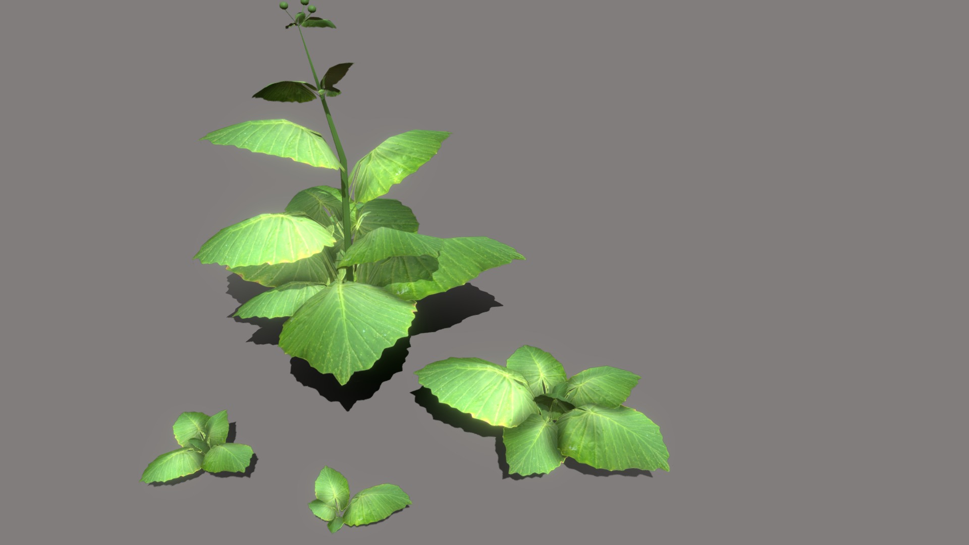 3D model Burdock. Set of 4 plants. - This is a 3D model of the Burdock. Set of 4 plants.. The 3D model is about a plant with leaves.