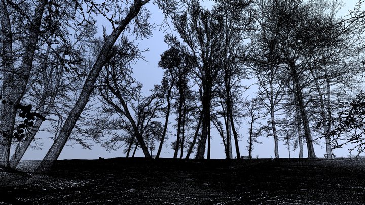Forest ,Point Cloud,3D Scan,3D 3D Model