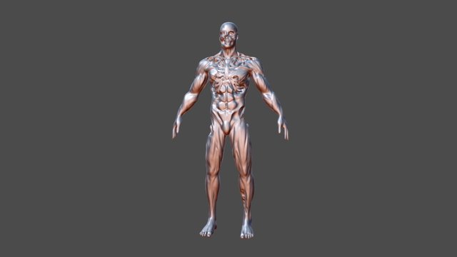 human body 3D Model