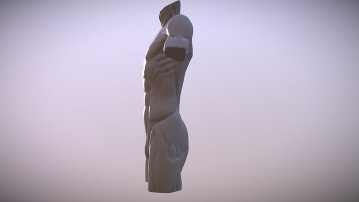 Torso German Descriptions 3D Model