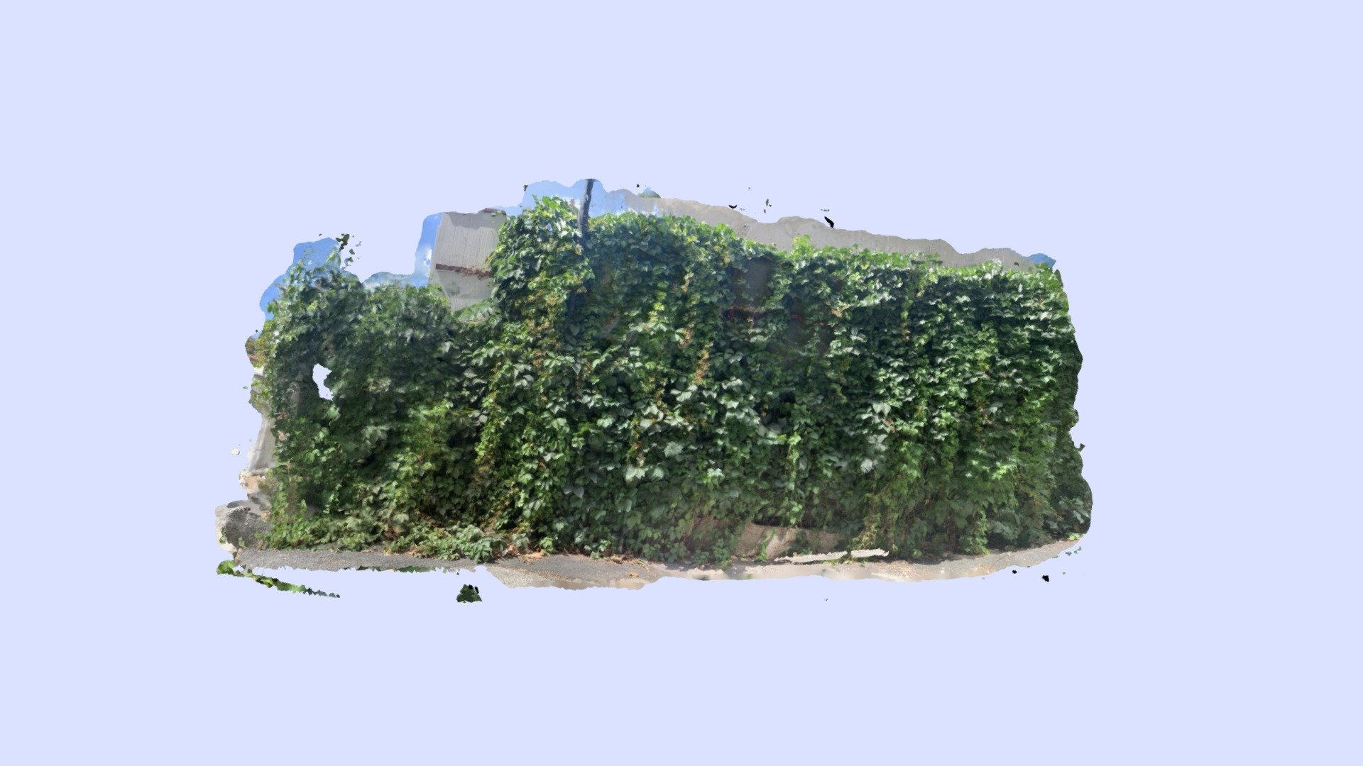 ivy wall