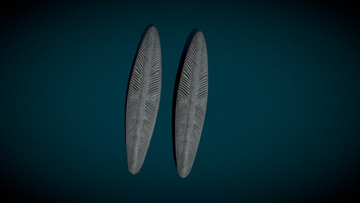 Diatoms 3D Model