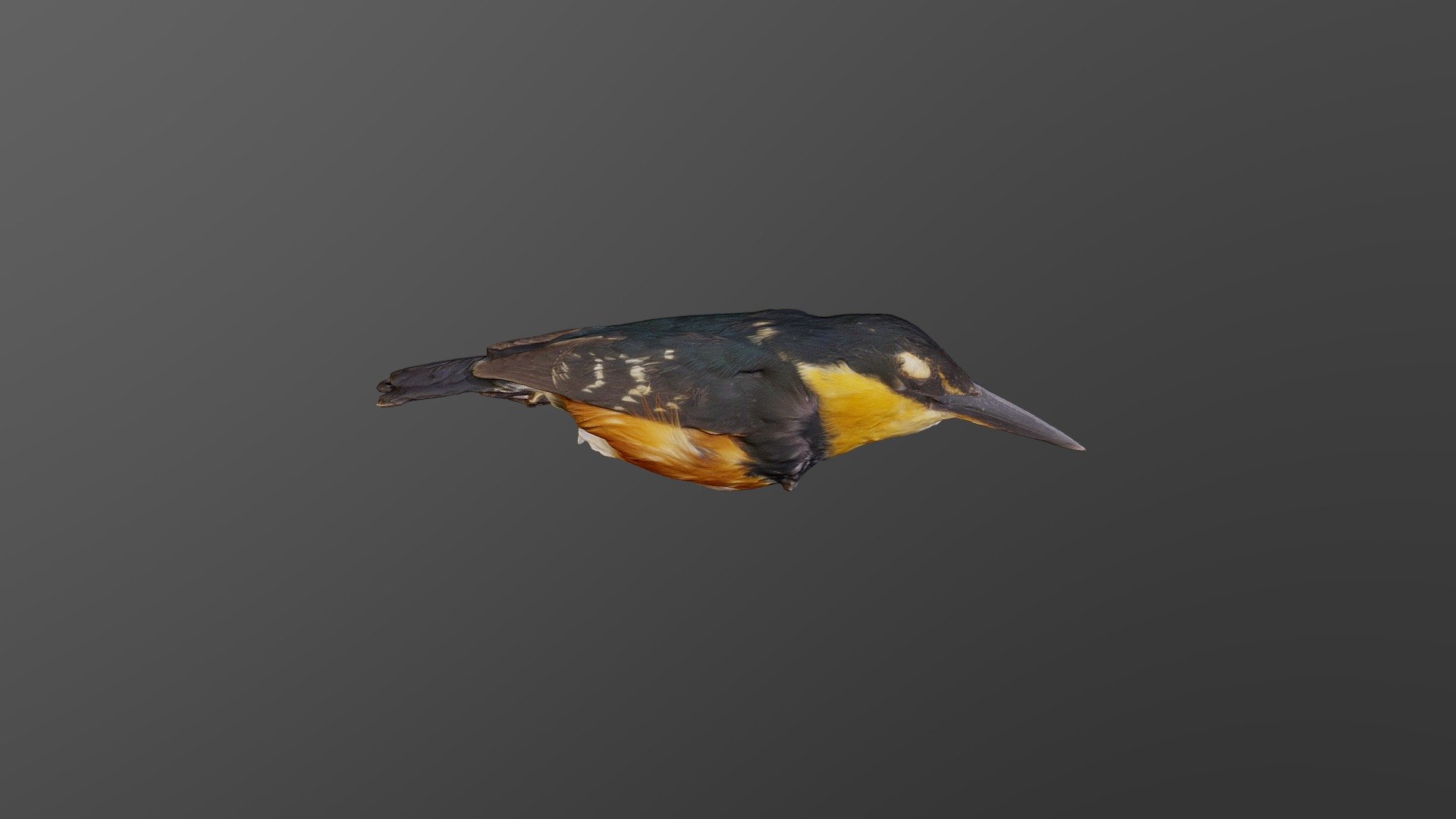 American Pygmy Kingfisher - Chloroceryle aenea