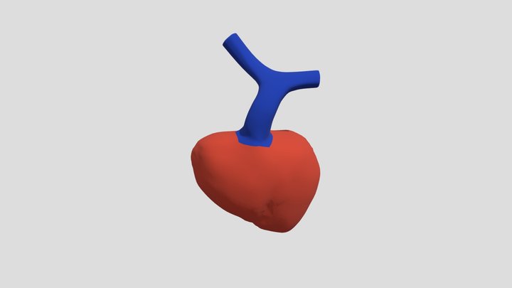 Ventriculos 3D Model