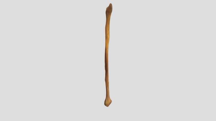 [Annotated] Tulang fibula 3D Model
