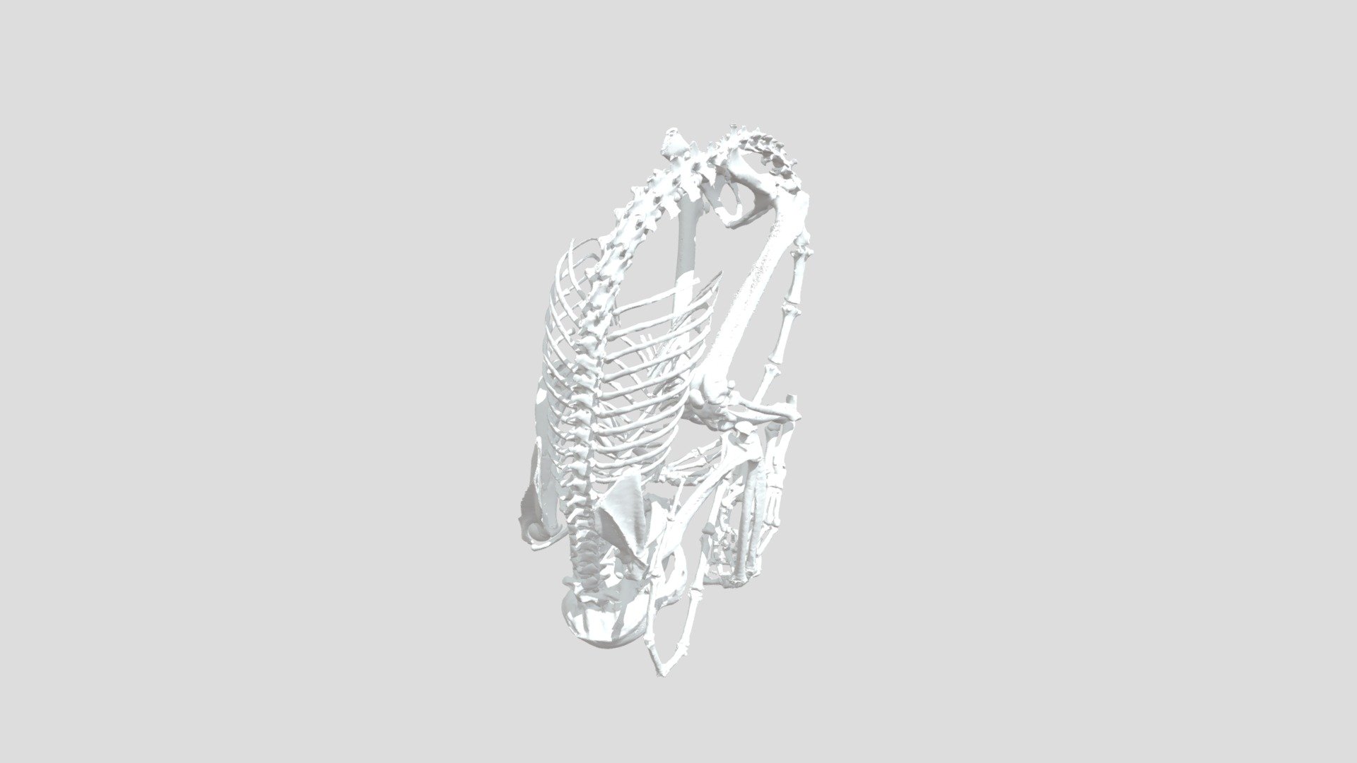 No. 2 Skeleton - 3D model by ZCofran [c32041f] - Sketchfab