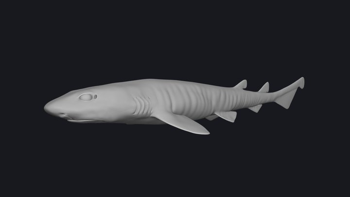 Roughtail Catshark (Galeus arae) 3D Model