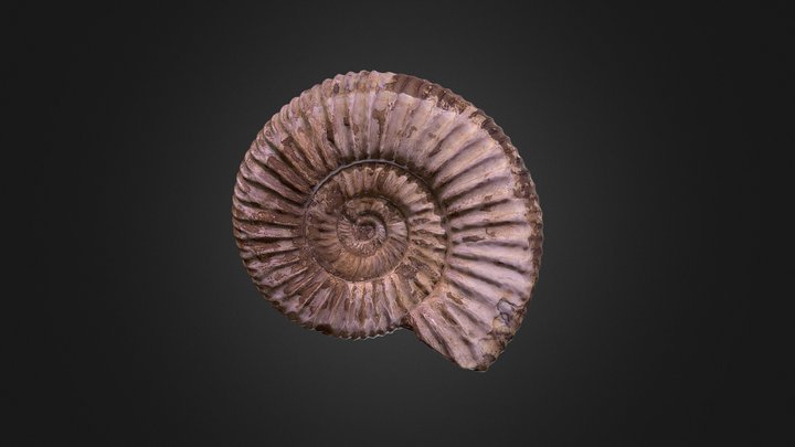 Ammonite (Agisoft Metashape, Ambient Light) 3D Model