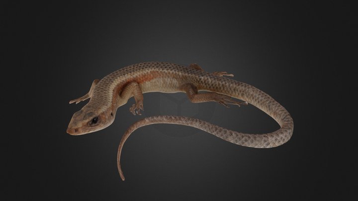Lizard: Bolton Museum Collection 3D Model