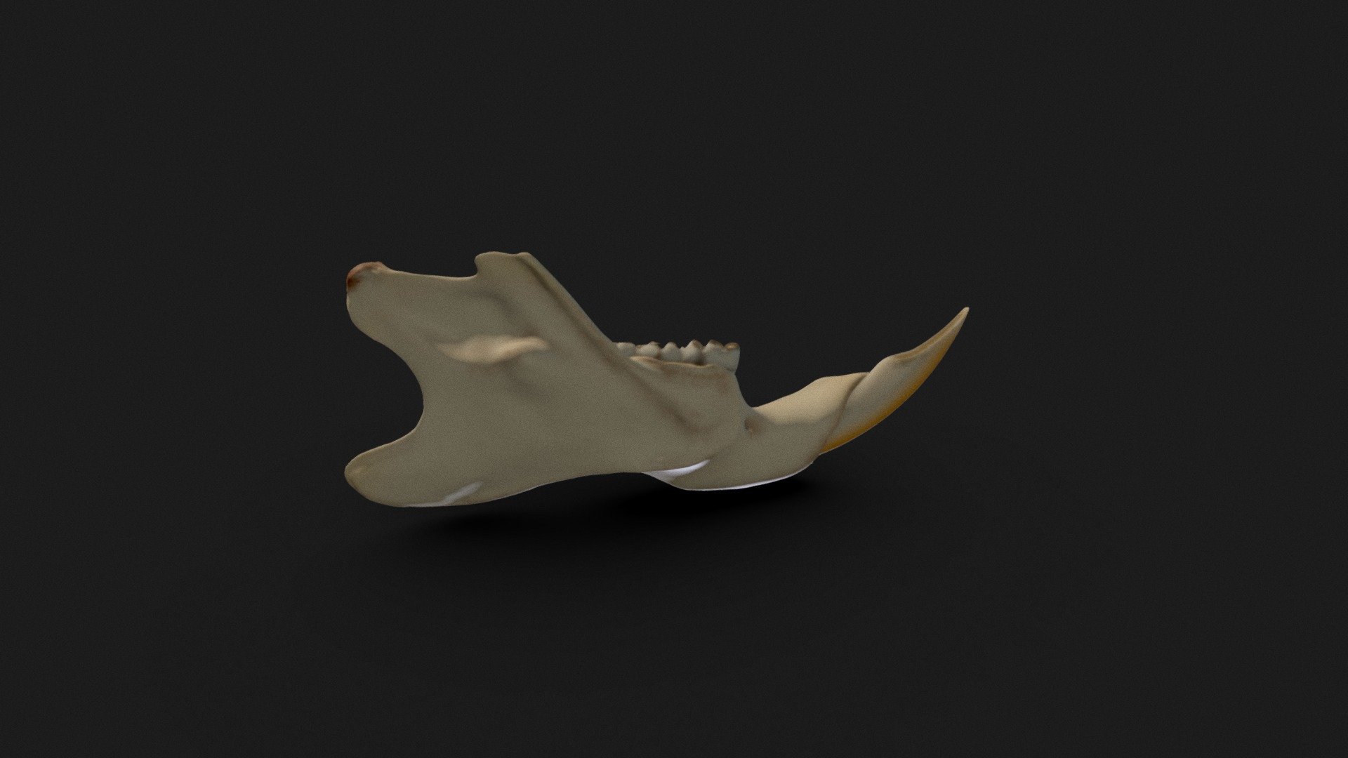 Rat jaw 3D model by Mieke Roth (miekeroth) [c32995f] Sketchfab