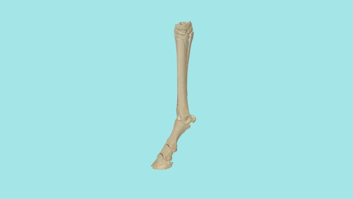 Knochen distale Gliedmaße Pferd 3D Model