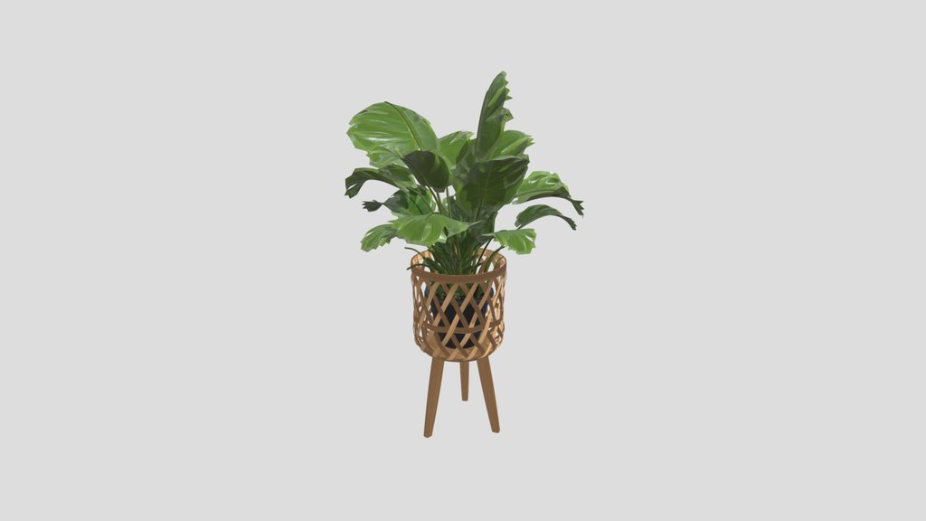 Monstera Majesty