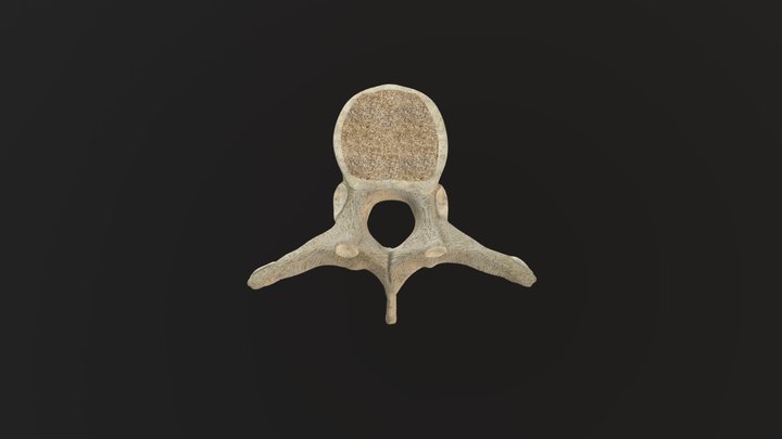 Vertebra toraxica / thoracic vertebrae 3D Model