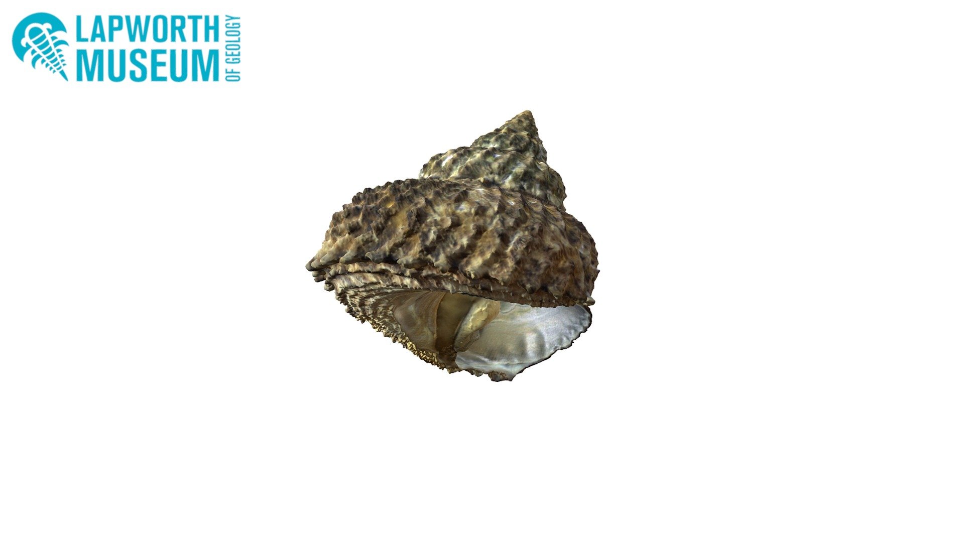 BIRUG 19254 - Cookia sulcata Gastropod