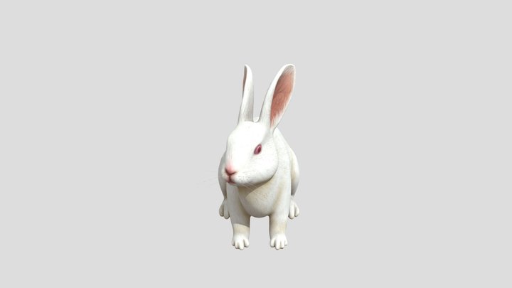Rabbit 3D Model