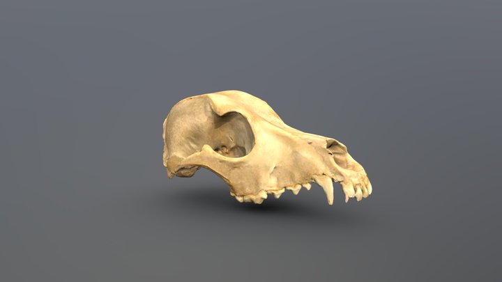 Doge skull 3D Model