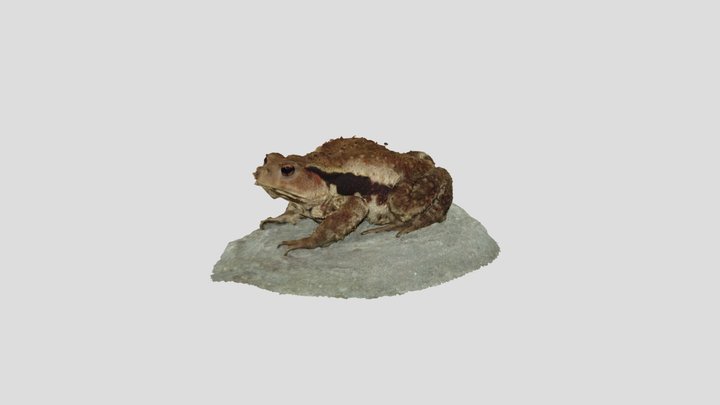 ニホンヒキガエル by M. Masui 3D Model
